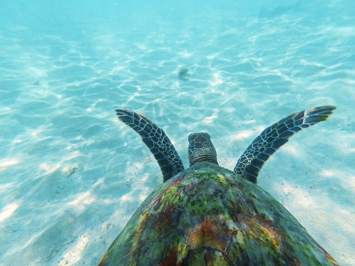 Tortue observée en snorkelling lors d'un voyage en Australie à Exmouth