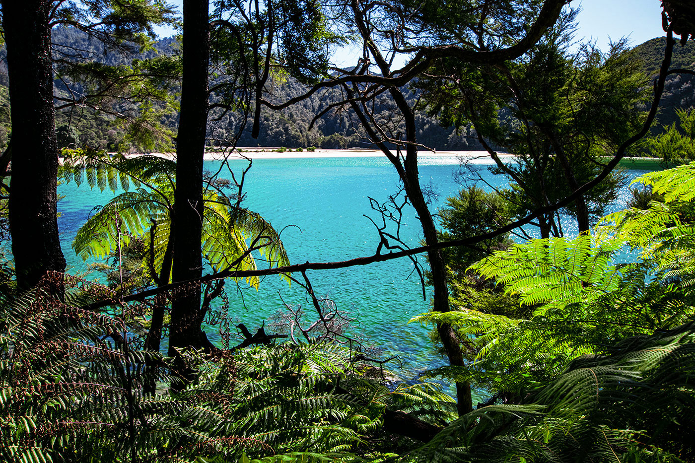 Forêt et plage dans le Parc Nation Abel Tasman en Nouvelle Zélande sur l'île du Sud