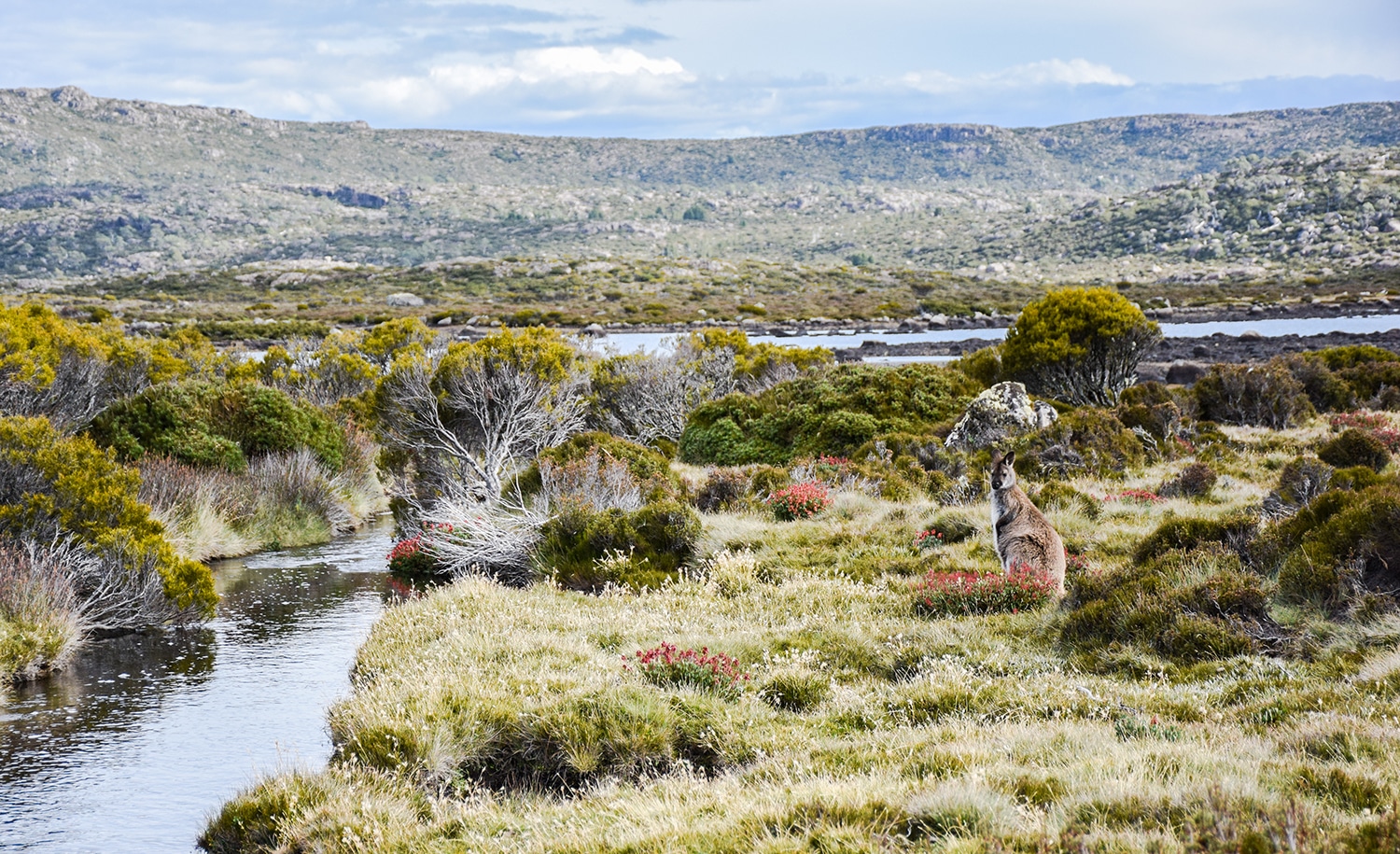 Wallaby en Tasmanie 