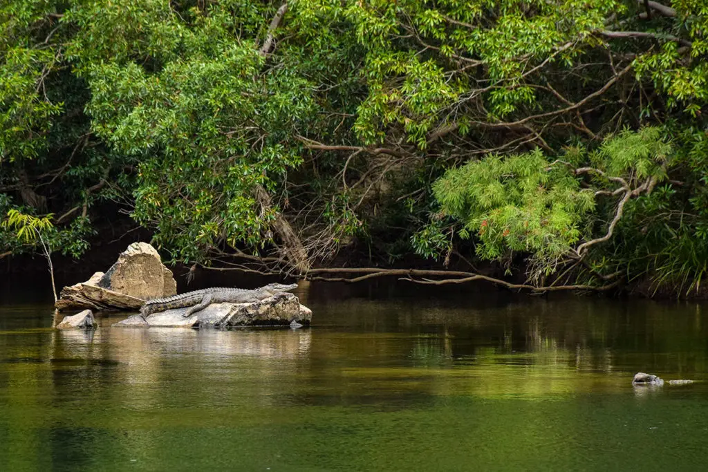 Voir un crocodile sauvage en Australie