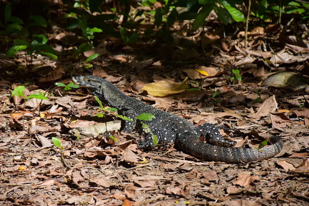 Animaux sur la côte Est de l'Australie