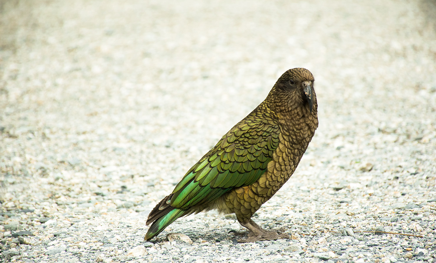 Animaux de nouvelle-Zélande : le kéa