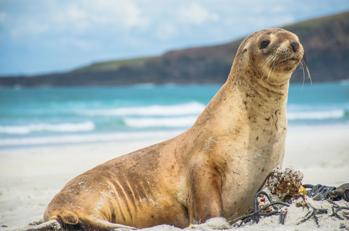 Lion de mer animaux de Nouvelle-Zélande