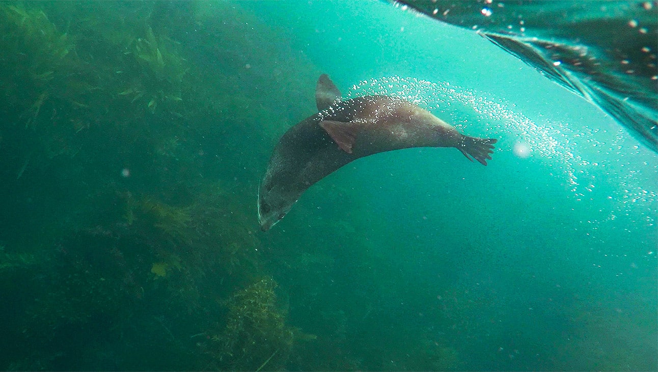 Voir des otaries en Nouvelle-Zélande : kayak à Kaikoura