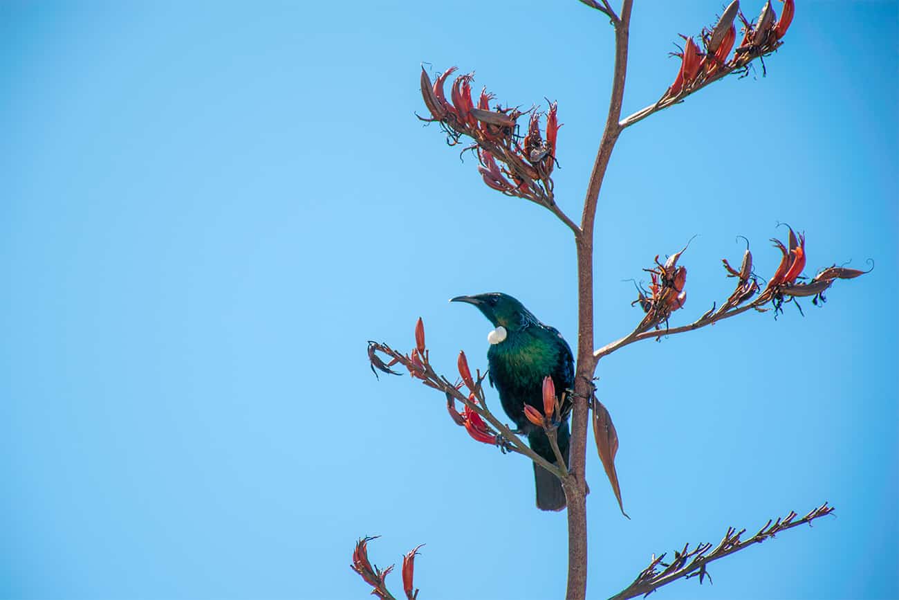 Oiseaux de nouvelle-Zélande : le tui