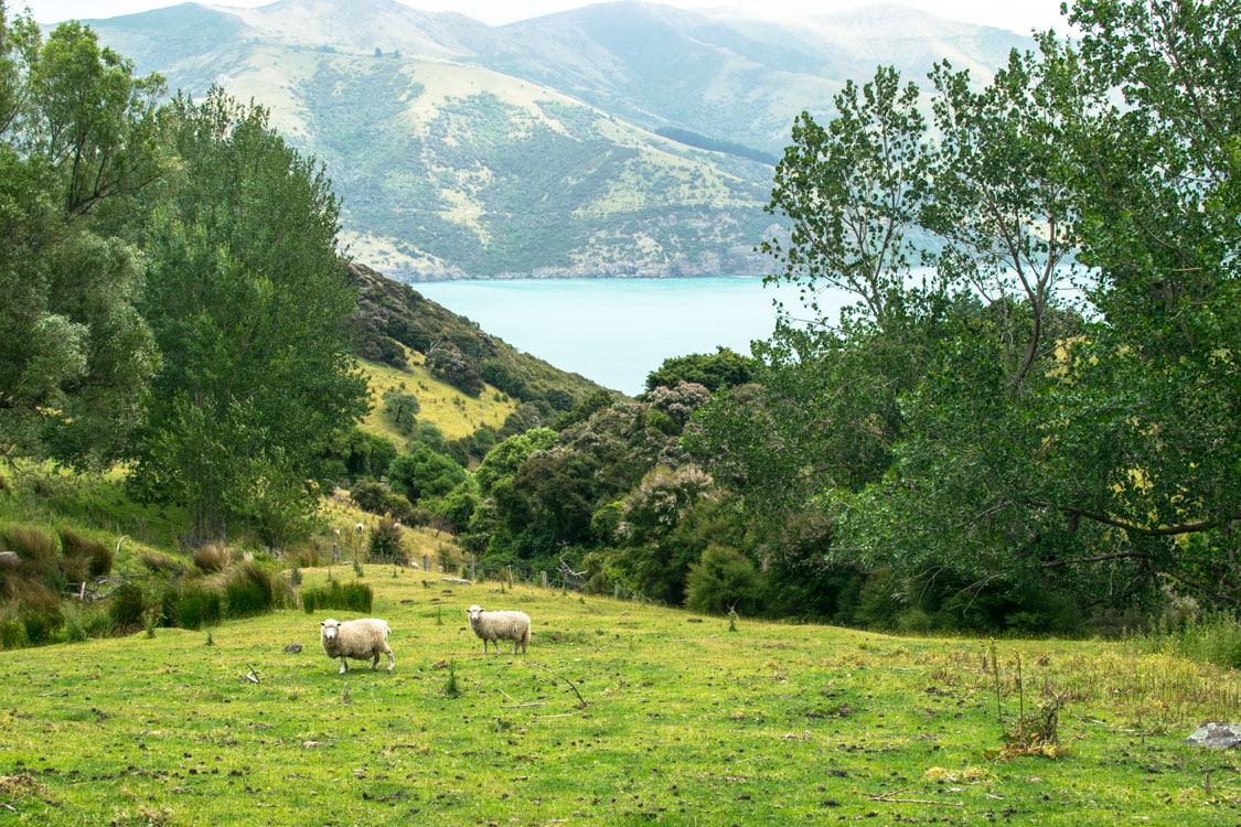 péninsule d'Akaroa aux environs de Christchurch