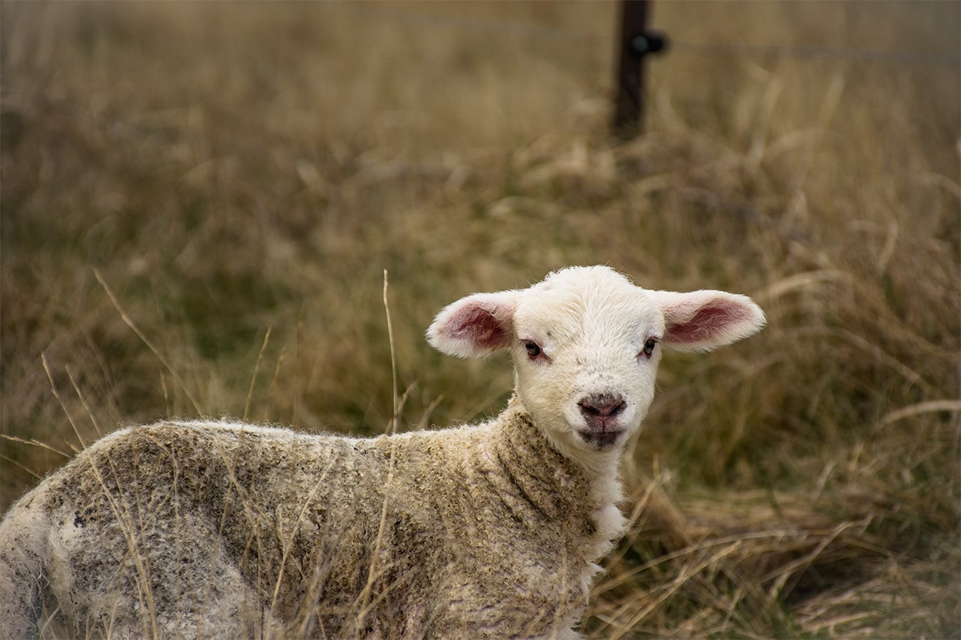 Animaux de Nouvelle-Zélande : les moutons et agneaux 