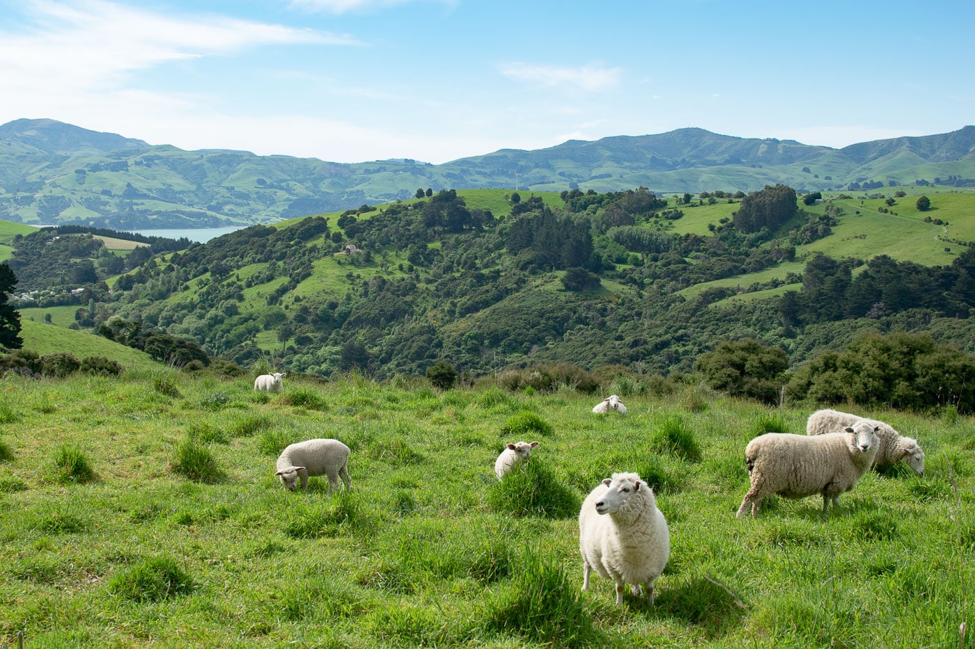 Paysage autour d'Akaroa dans la péninsule de Banks sur l'île du Sud de Nouvelle-Zélande