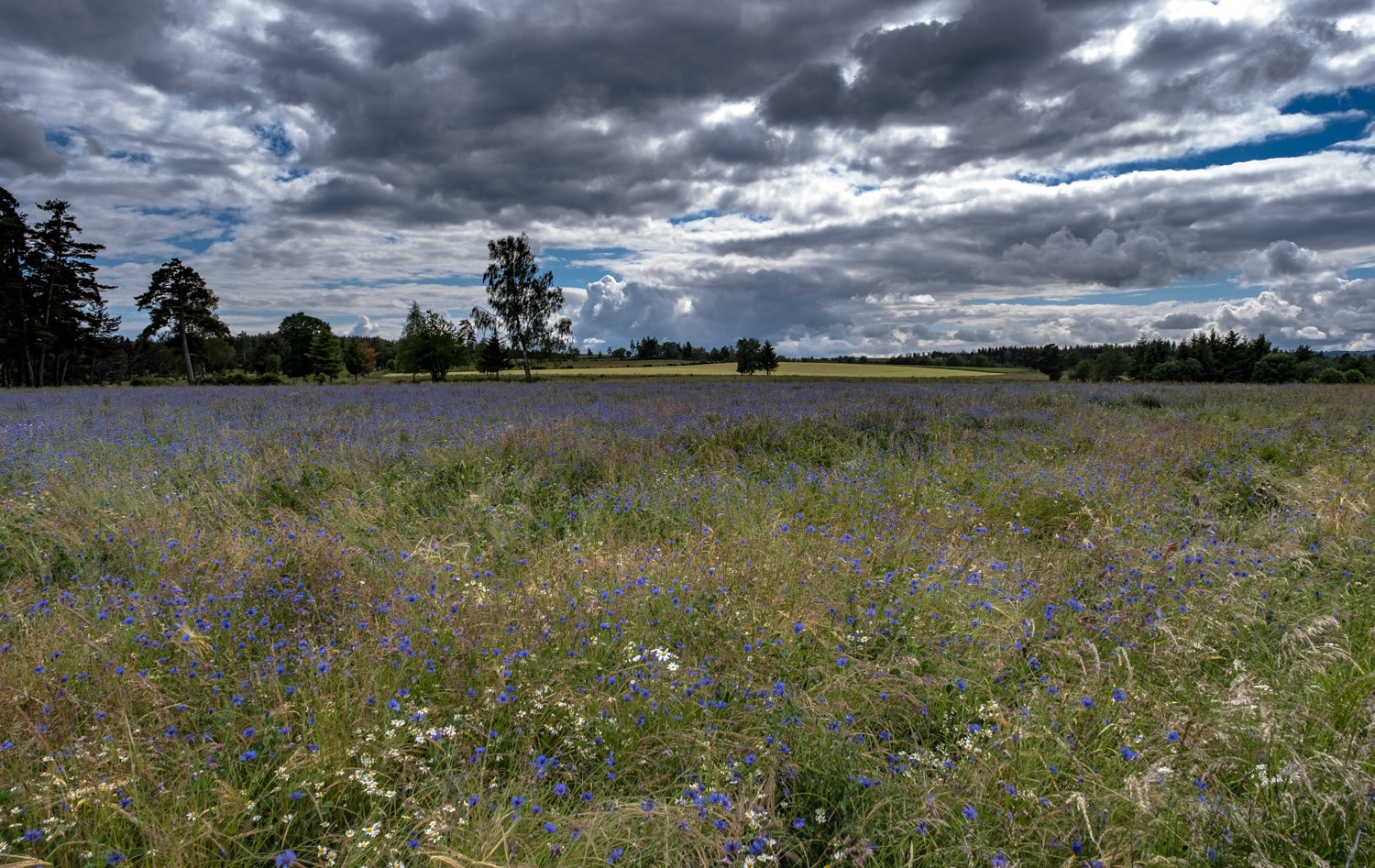 Champ de fleurs sur le plateau de l'Aubrac