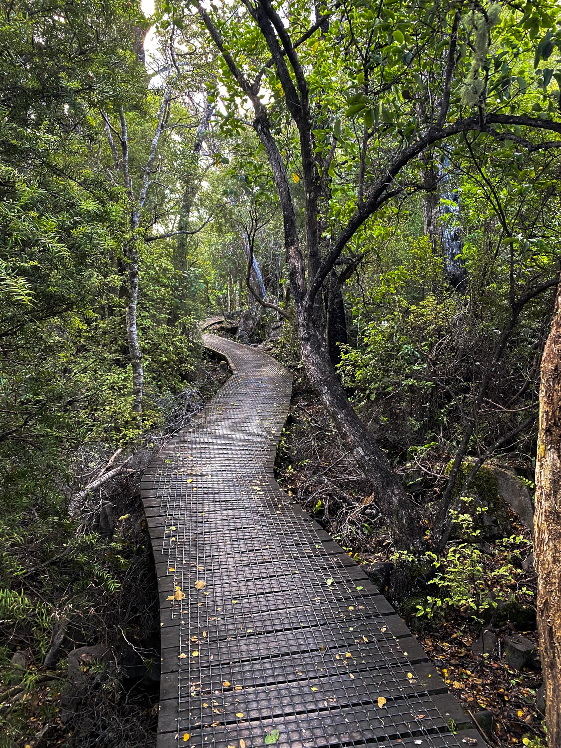 chemin randonnée en Nouvelle-Zélande dans la région de Takaka Golden Bay