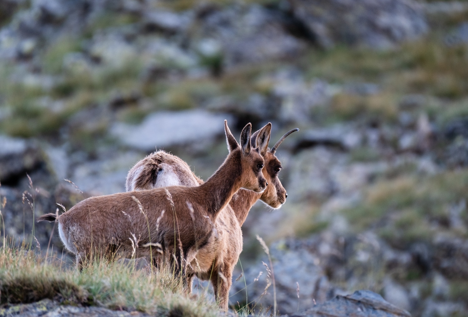 isards dans les pyrénées vallée de la Carança