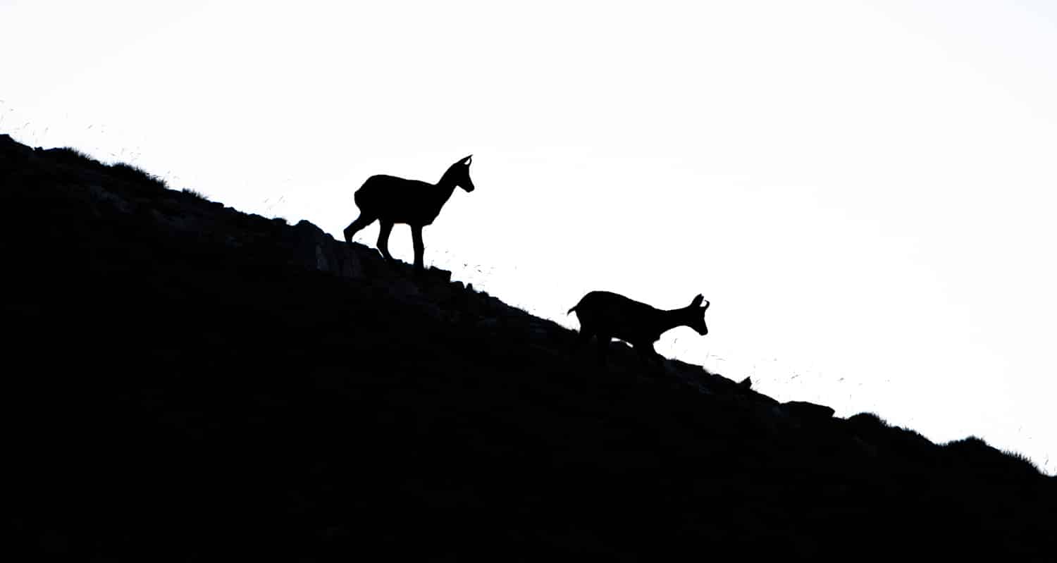 Observation d'animaux sauvages en randonnée