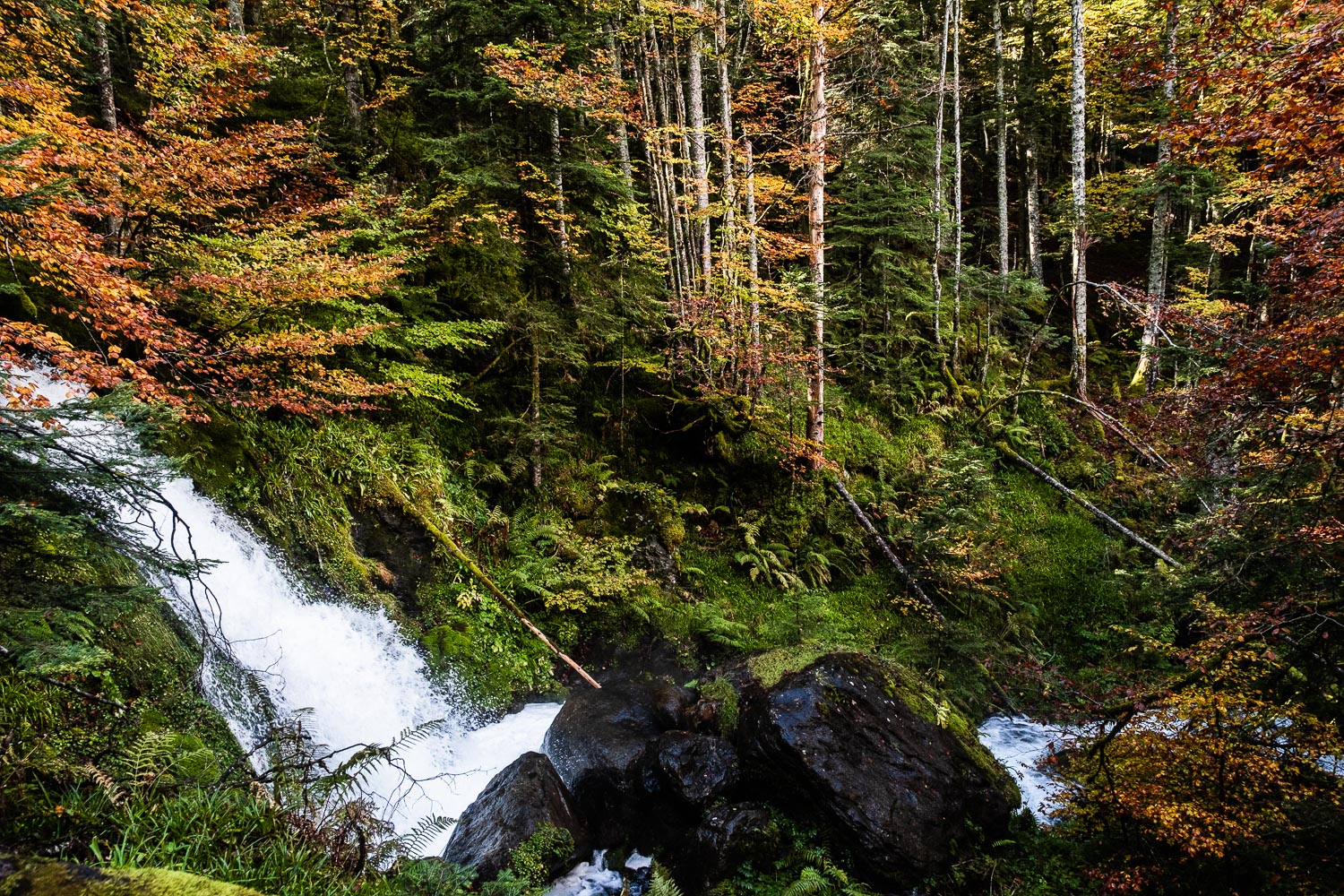 Foret pour aller au lac bleu de Lesponne