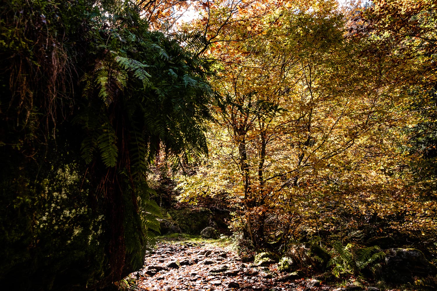 Foret dans les Hautes Pyrénées