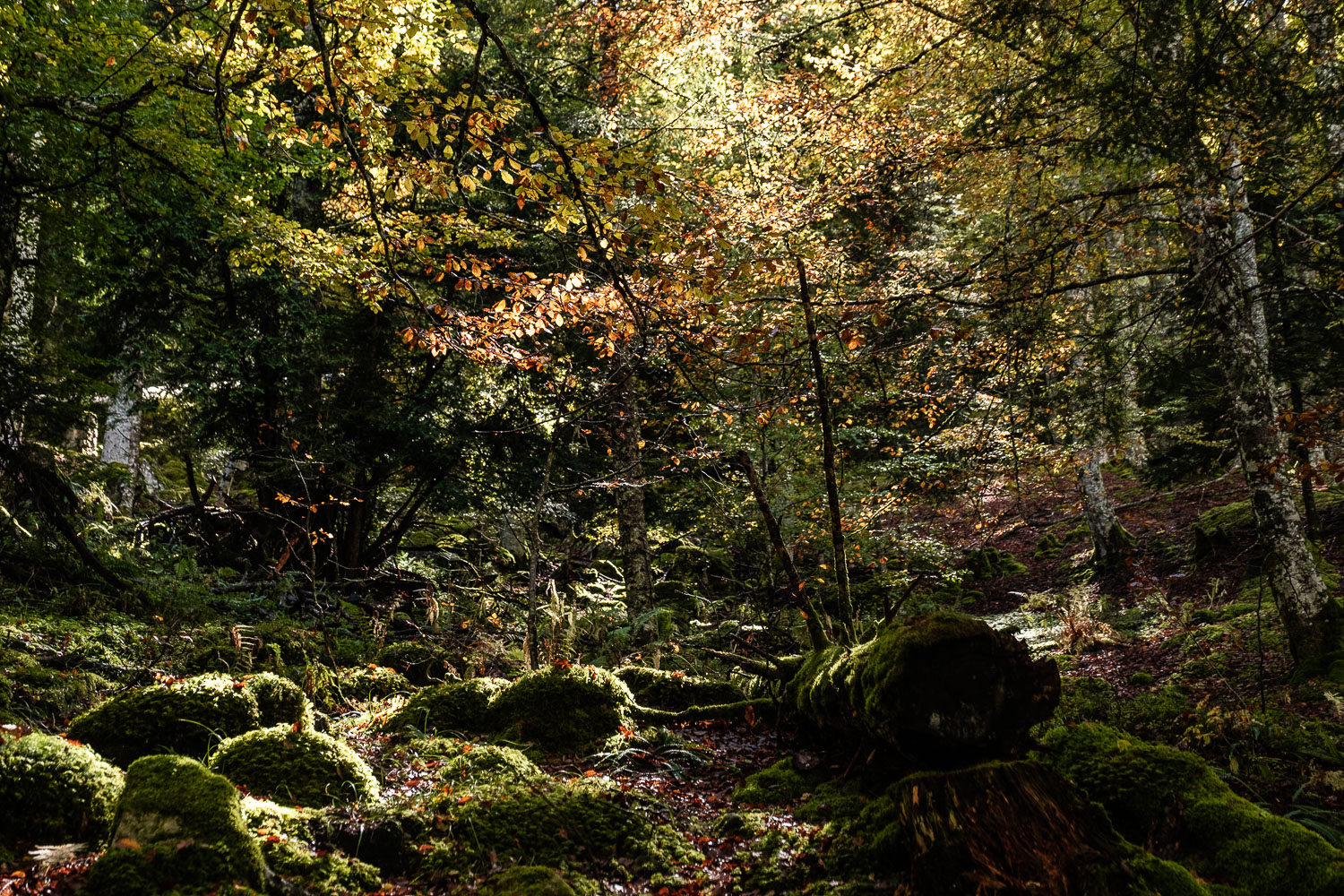 Ambiance de la forêt en vallée de Lesponne