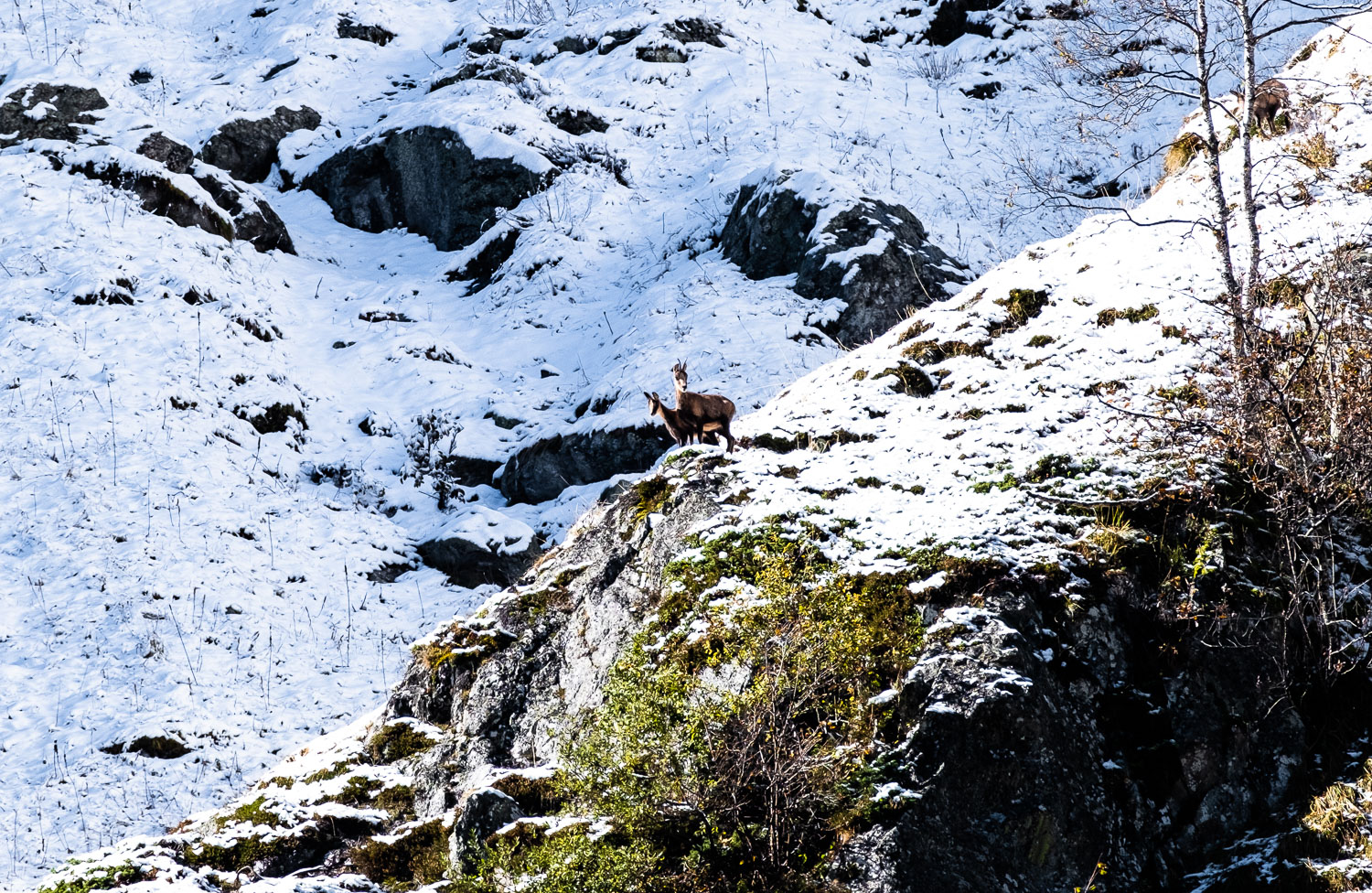 Isards sur le retour du lac Bleu de Lesponne