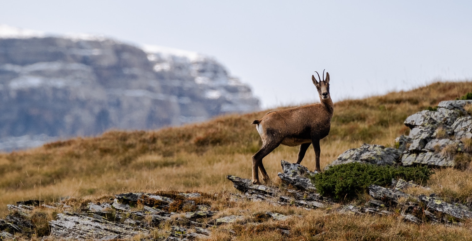 Isard des Pyrénées au cirque d'Estaubé