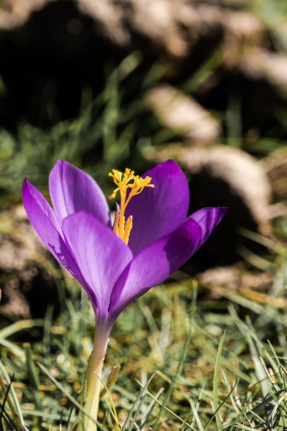 Crocus d'automne dans les Pyrénées