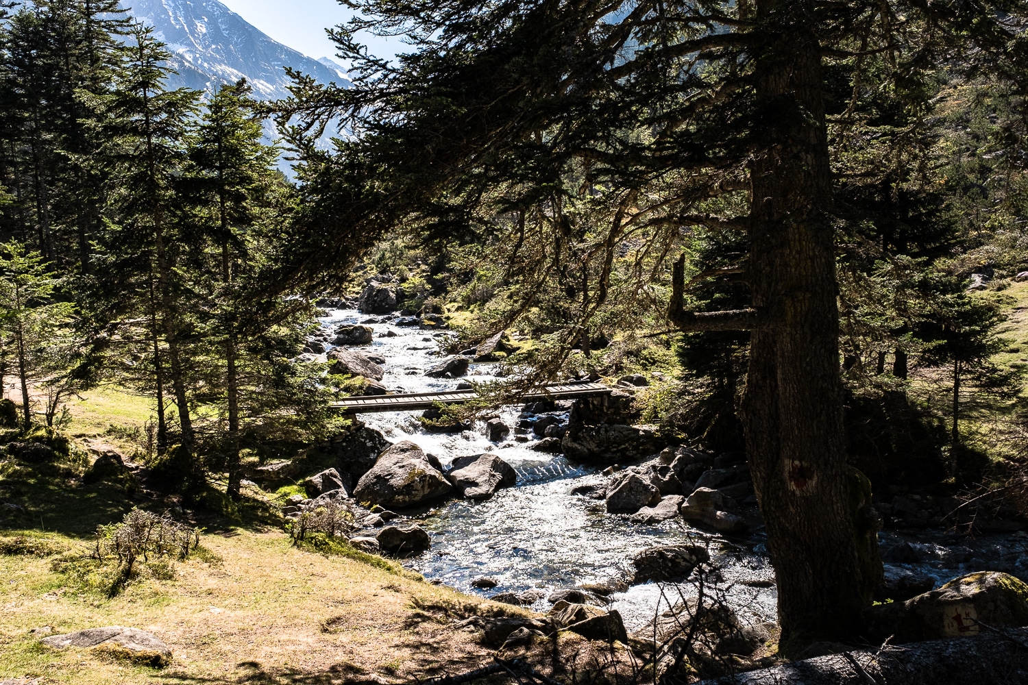 Sous bois dans la vallée de Lutour en direction du lac d'Estom