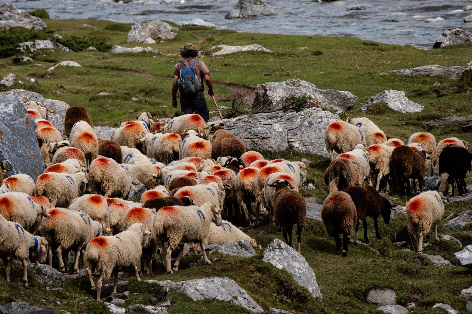 Troupeau de brebis rentrant de la vallée du cirque d'Estaubé