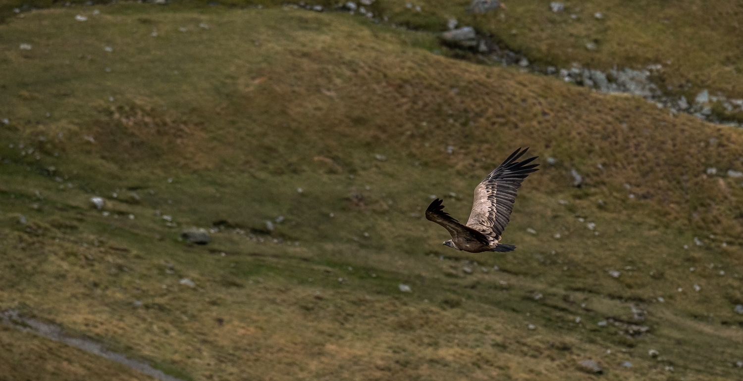 Vautour au pic du Piméné