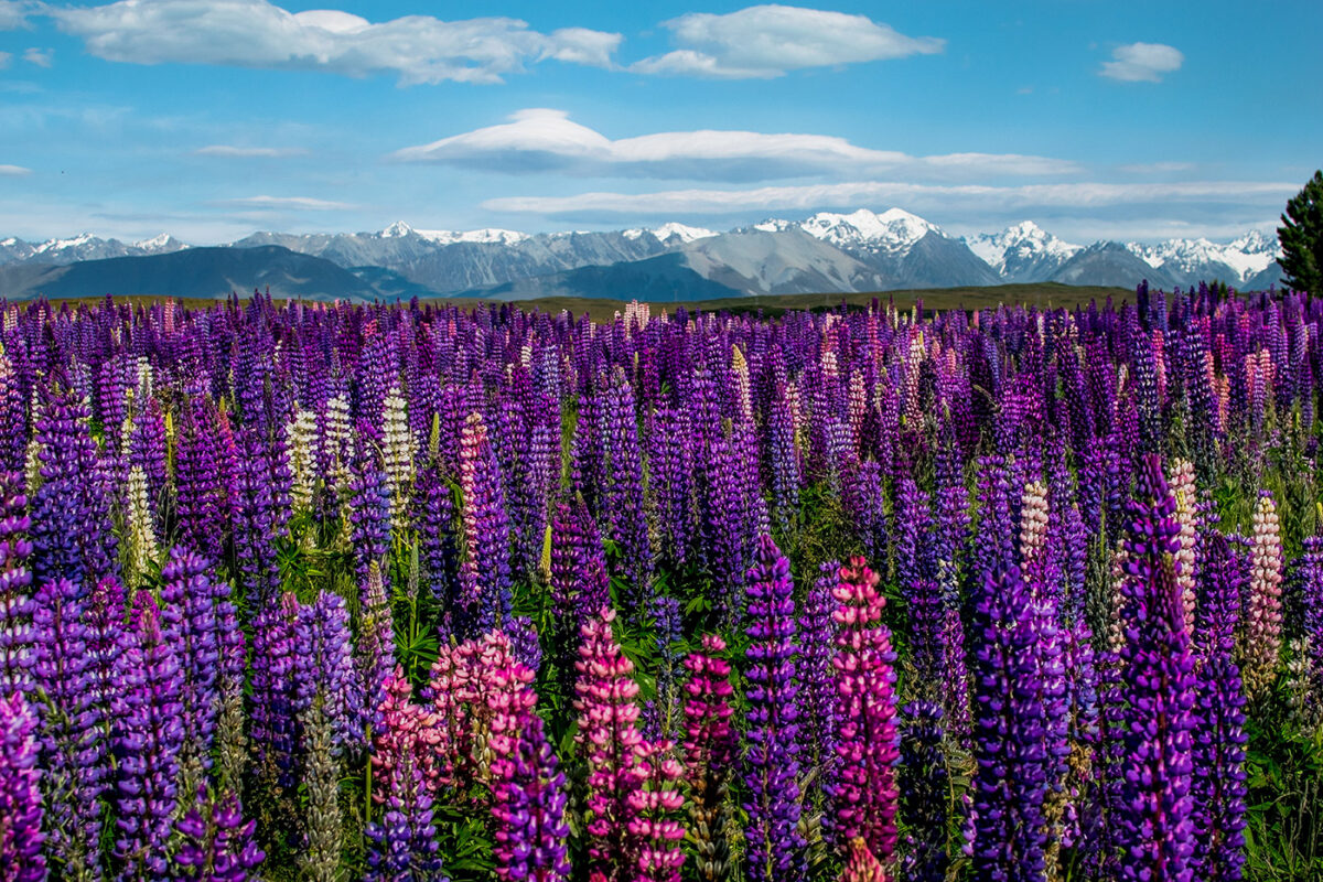 Champs de lupins en Nouvelle-Zélande pendant notre voyage de un an en PVT