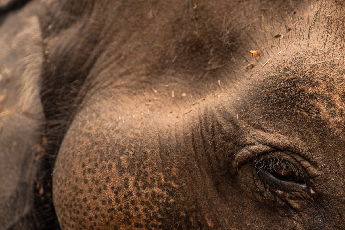 Elephant Laos blog de voyage asie du sud est