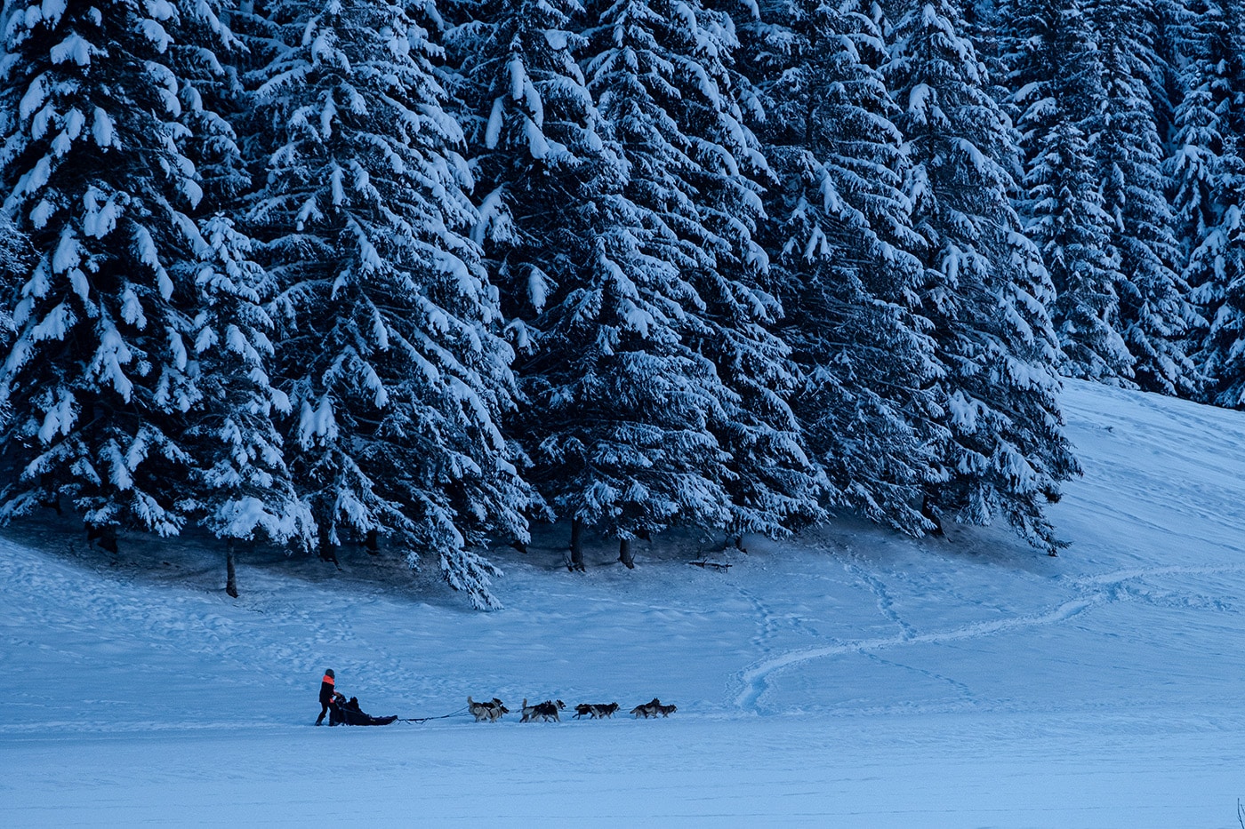 Chiens de traineau au lac de Payolle