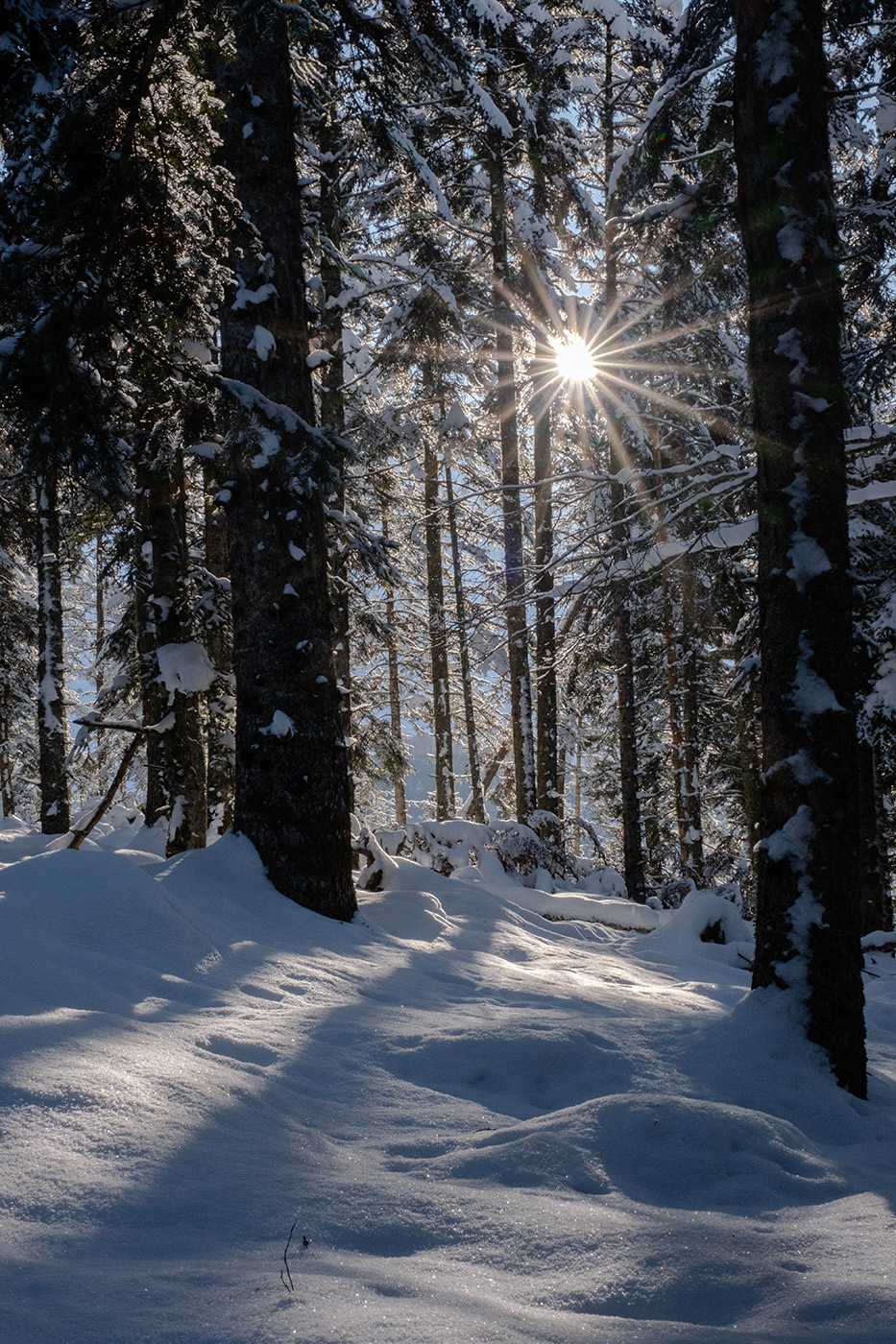 Foret de sapins au lac de Payolle