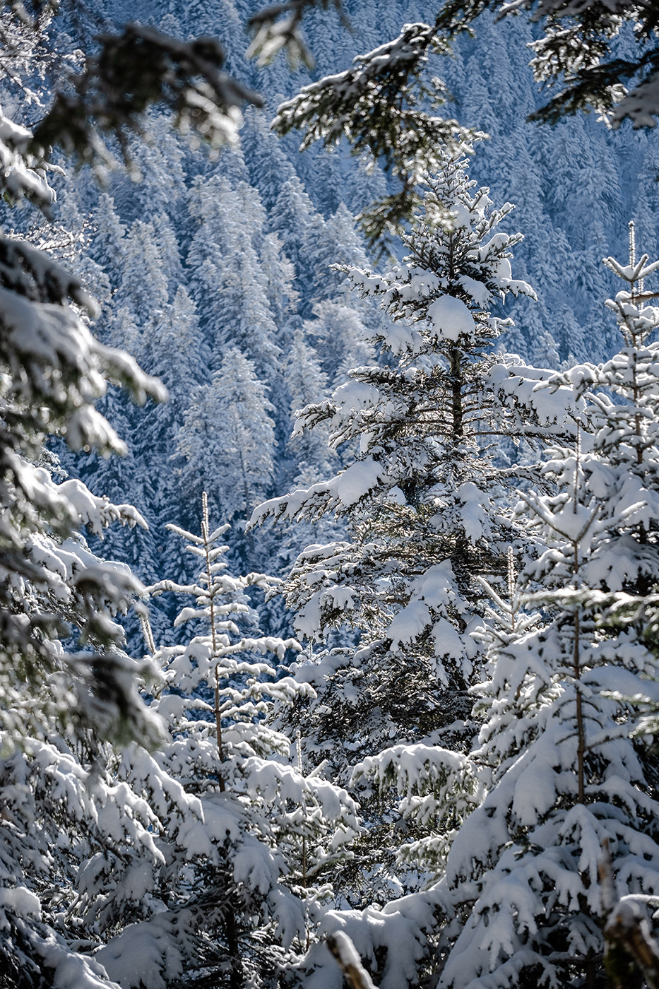 Sapin enneigés au lac de Payolle