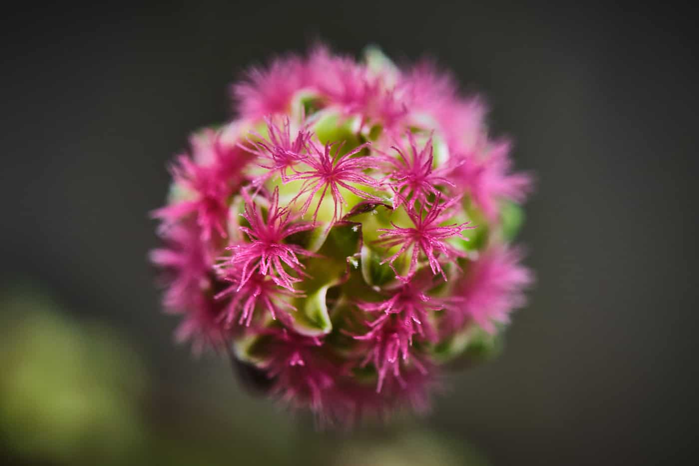 Fleur de Lozère