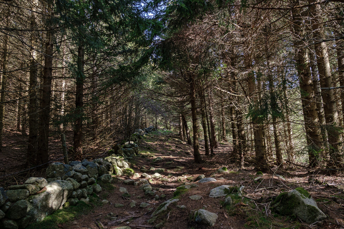 Forêt Finiels en direction du Mont Lozère