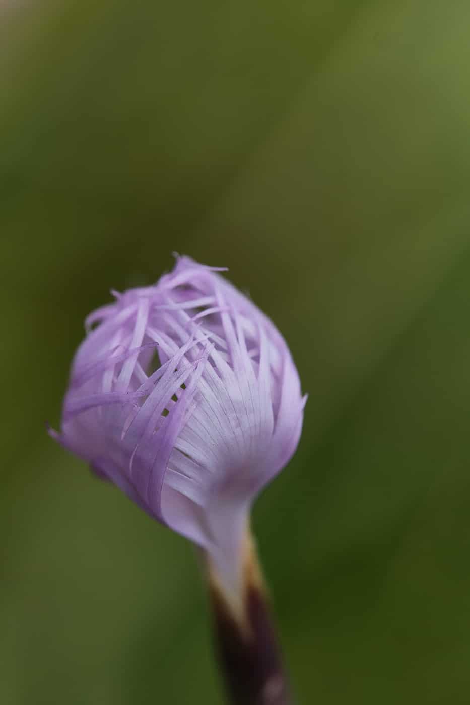 Fleur Jura randonnée 