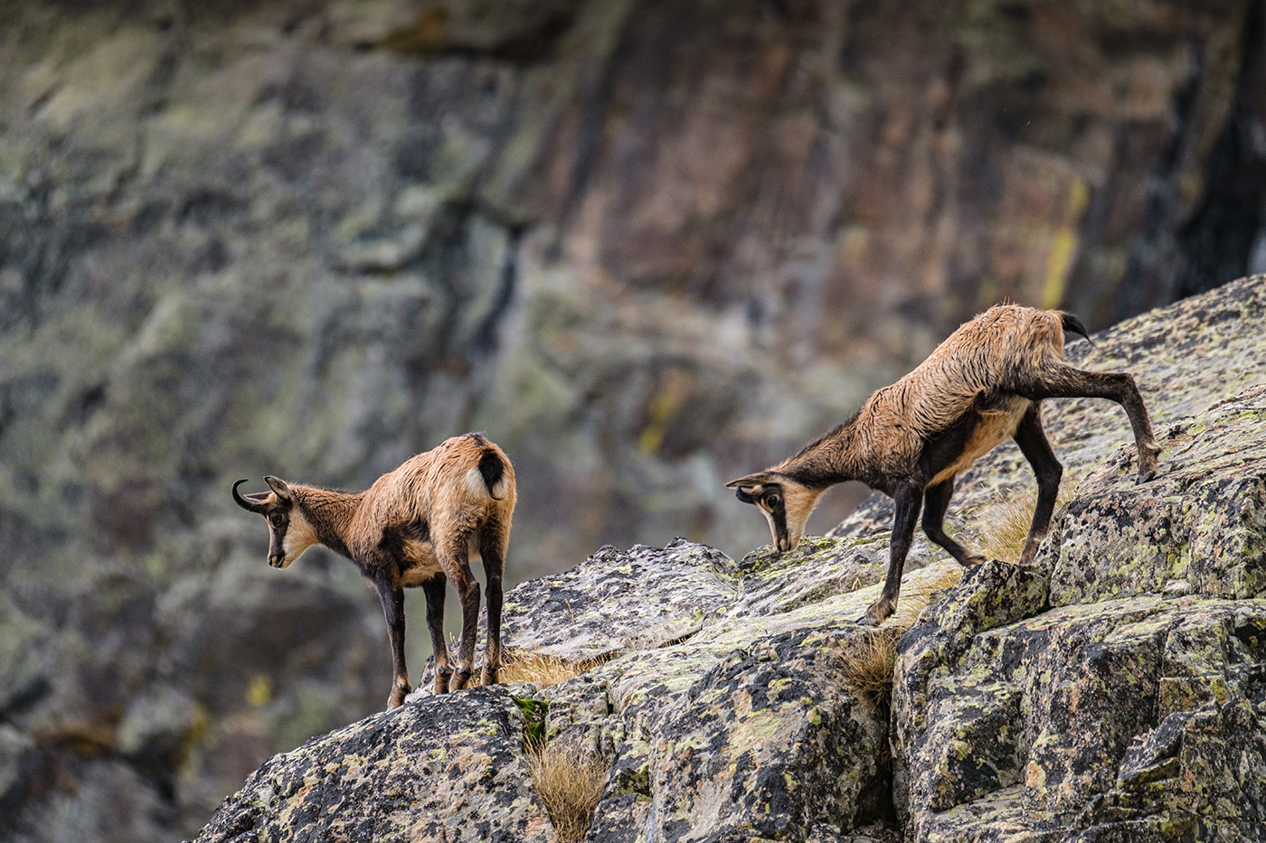 Chamois dans le parc national du Mercantour 