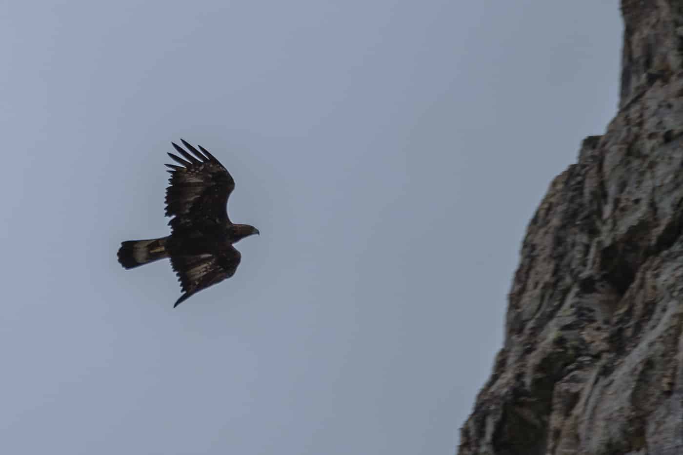 Aigle royal parc national du Mercantour