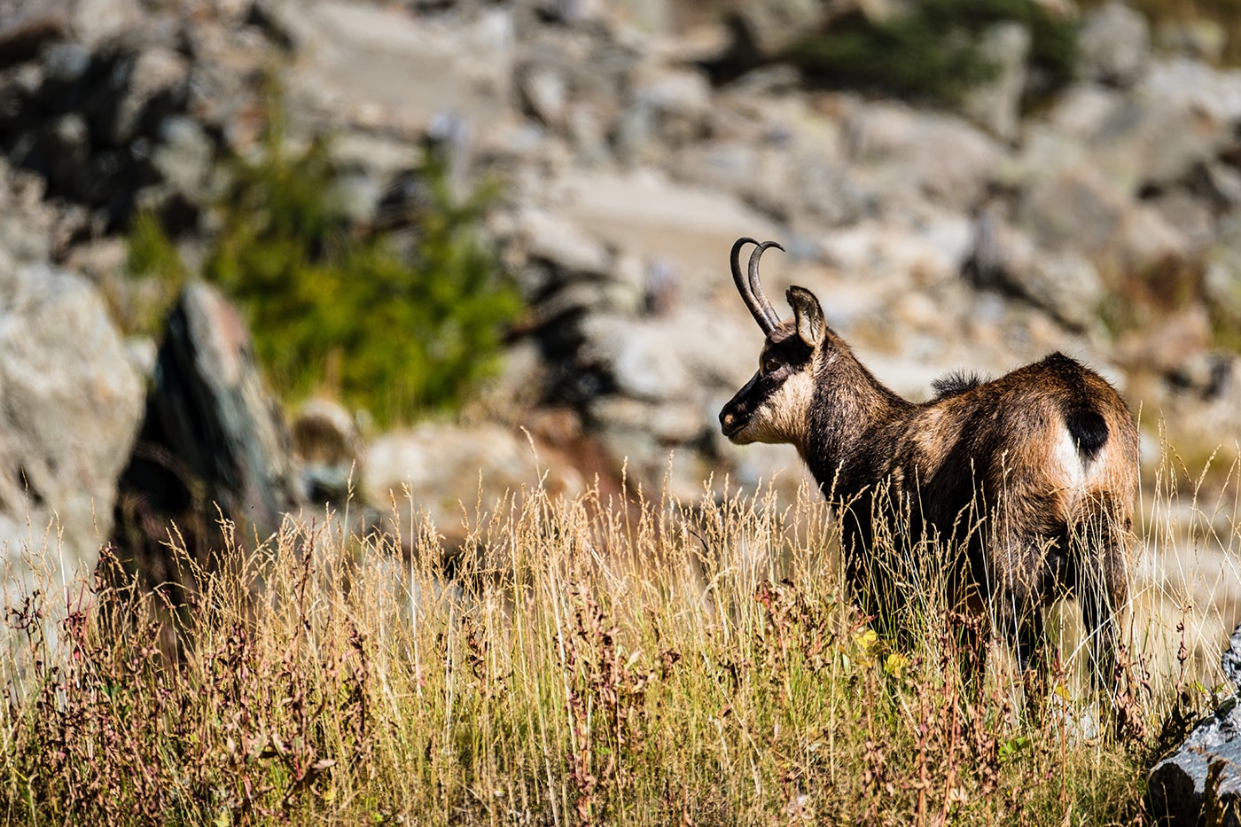 Chamois dans la vallée des Merveilles