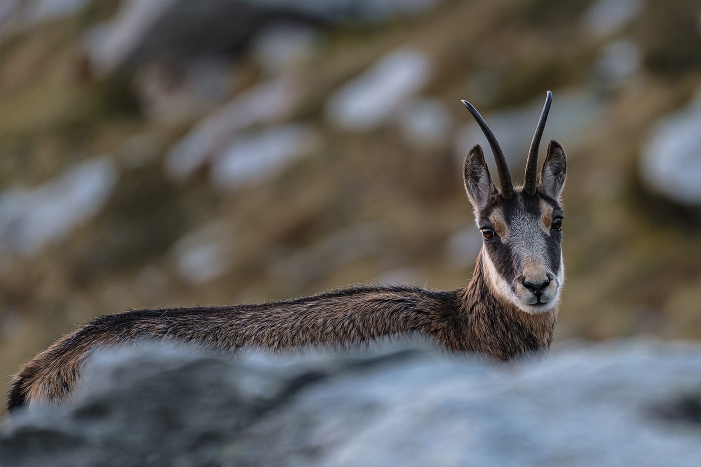 Chamois Mercantour Vallée des Merveilles