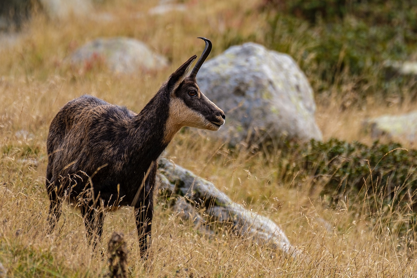 Chamois sauvage dans le parc national du Mercantour