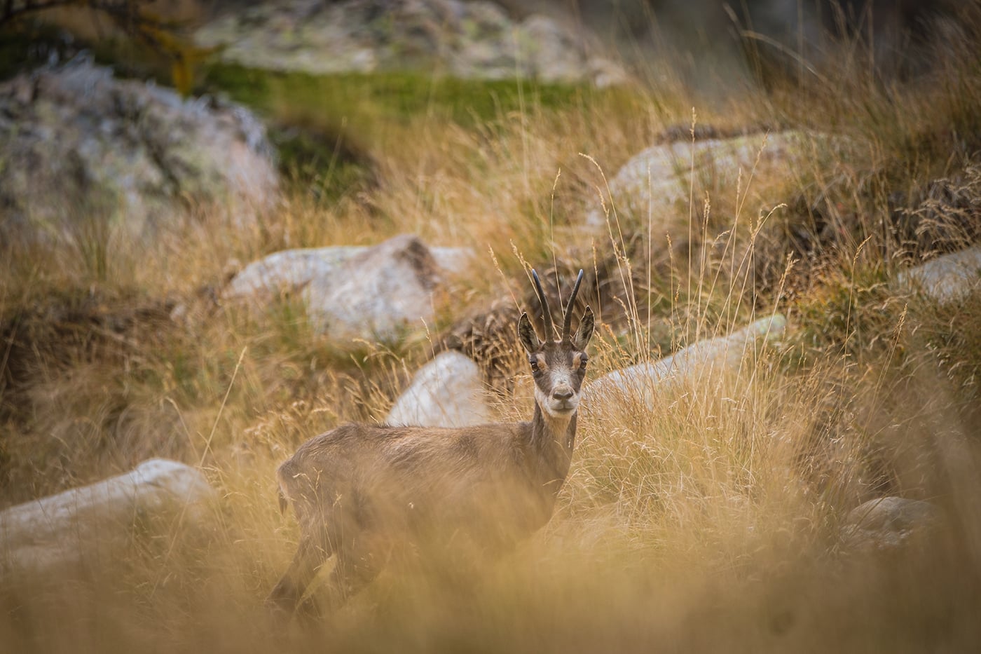 Chamois vallée des Merveilles