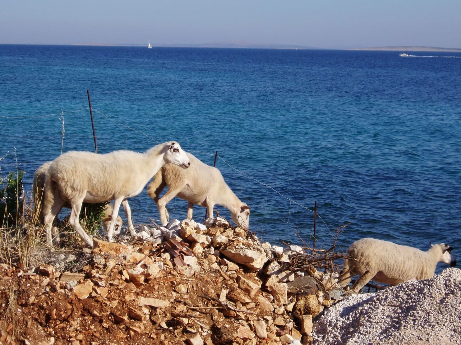 Moutons de l'île de Pag