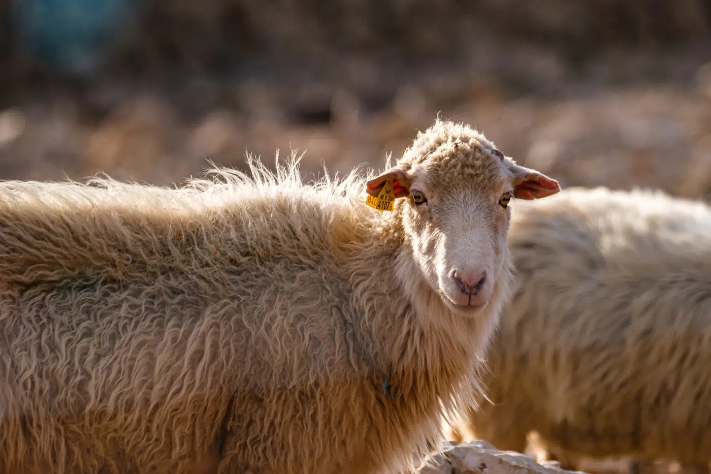 La viande d'agneau est la spécialité de l'île de Pag