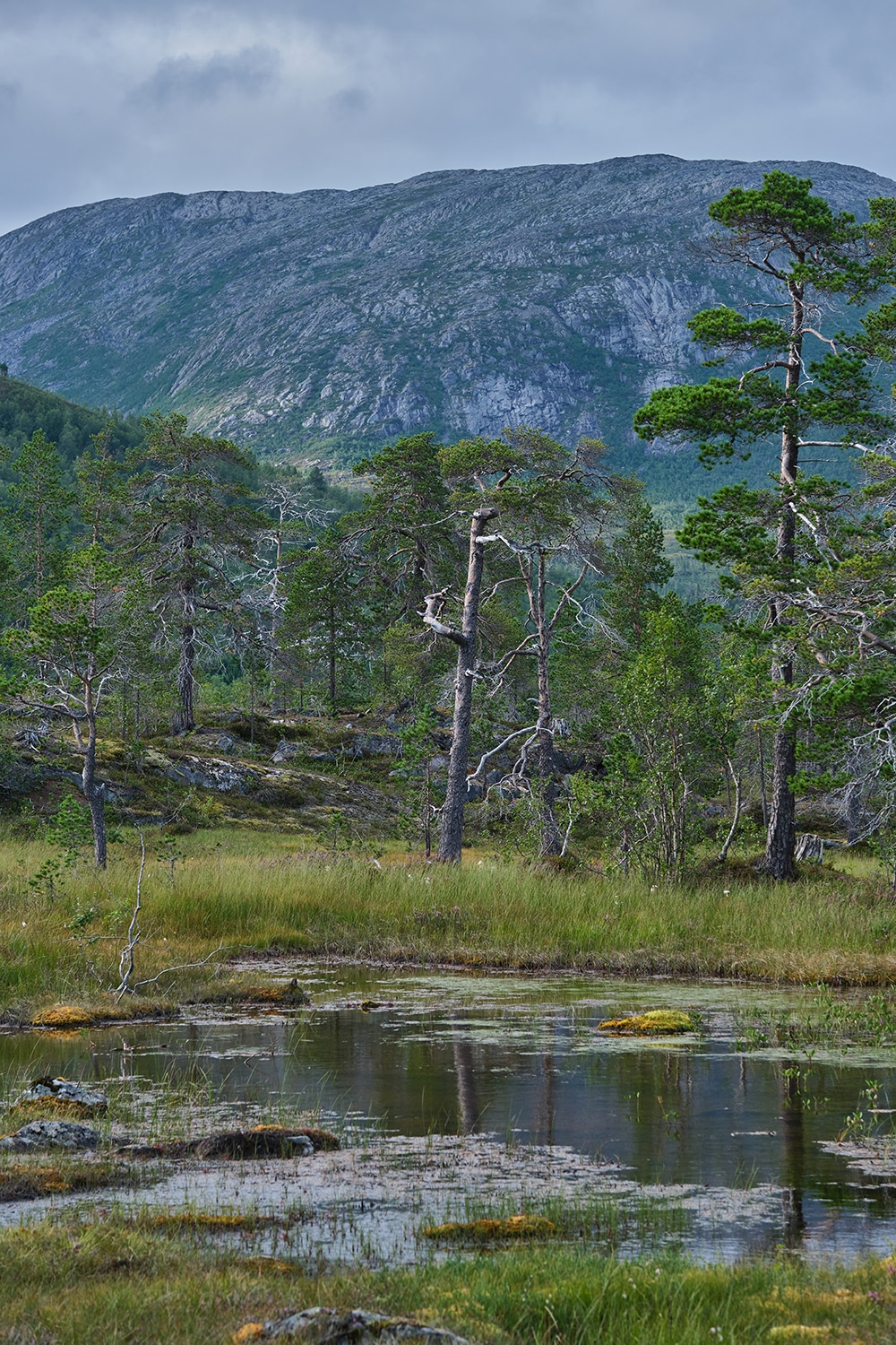 Randonnée parc national Anderdalen île de Senja