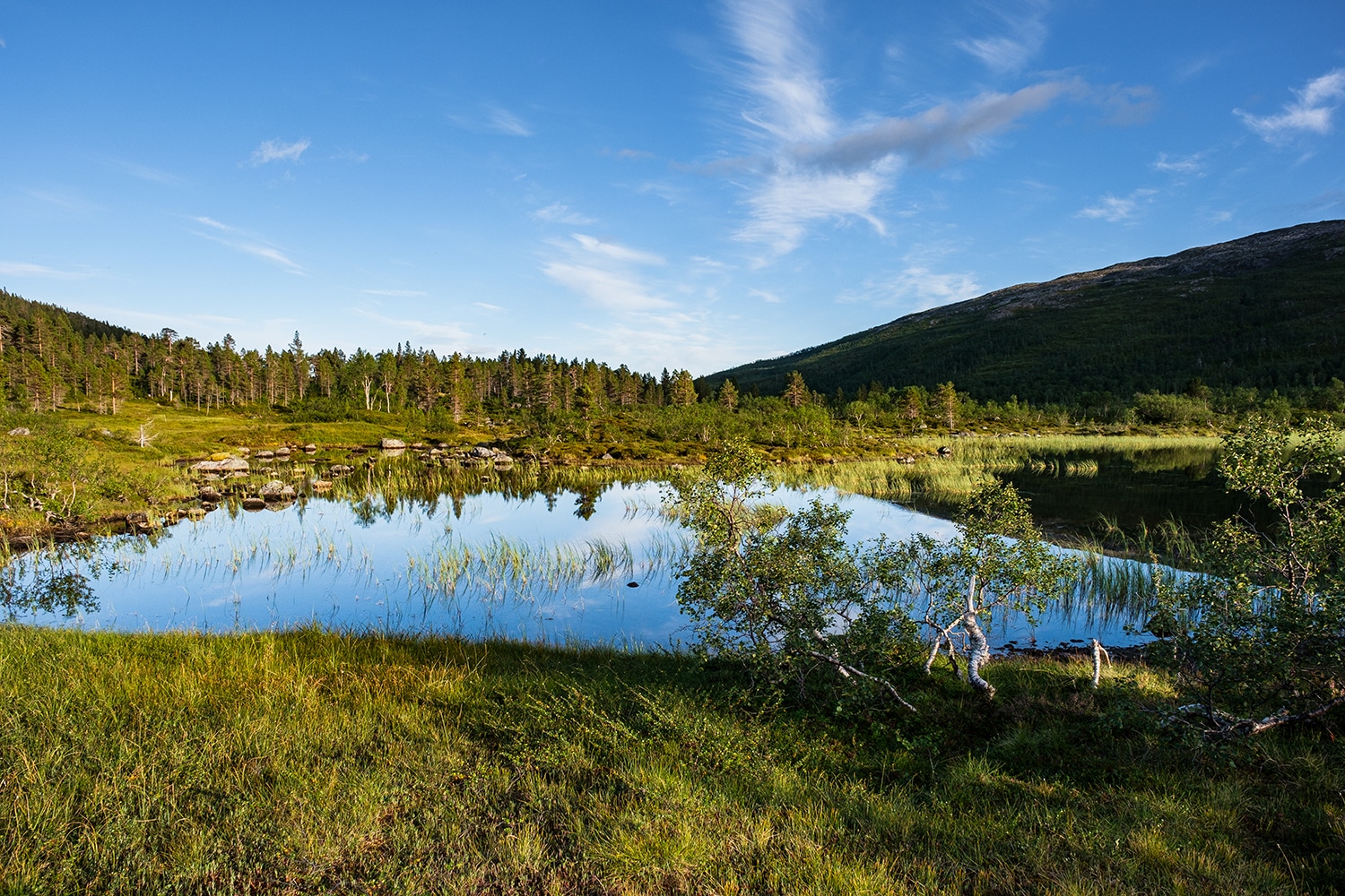 Parc National d'Anderdalen sur l'île de Senja en Norvège