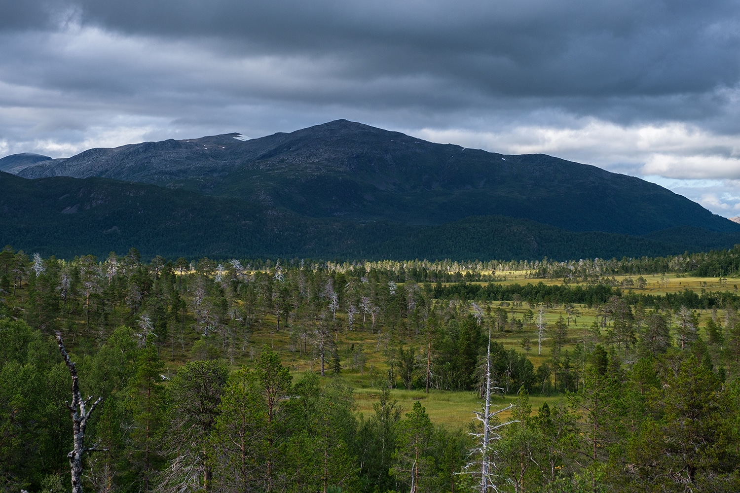 Parc National Anderdalen sur l'île de Senja en Norvège