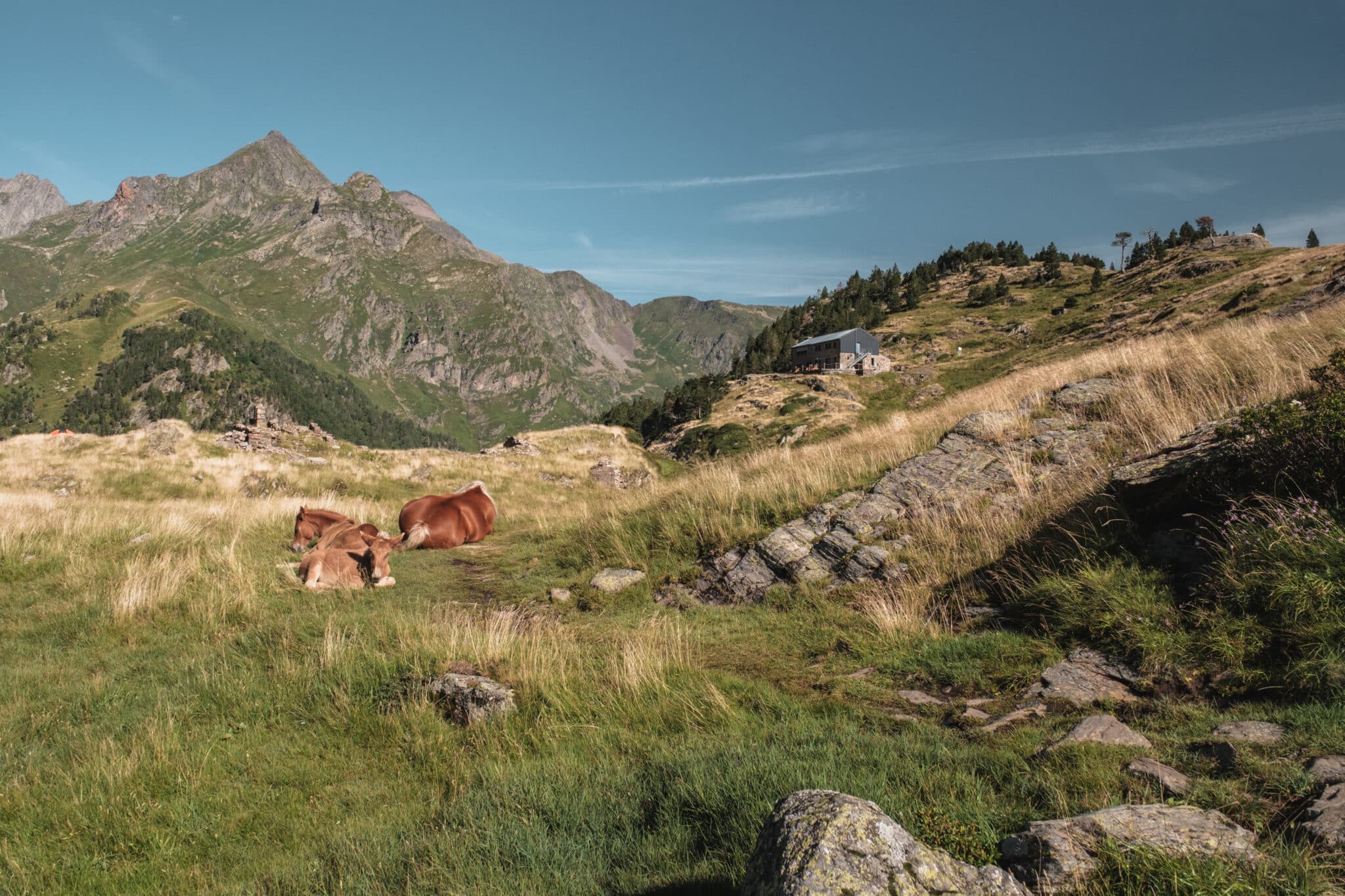 Les chevaux du refuges d'Espingo